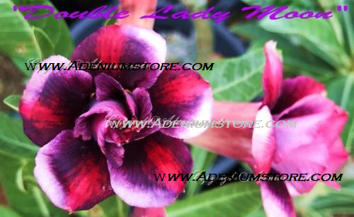 (image for) Adenium Obesum Double Lady Moon 5 Seeds - Click Image to Close